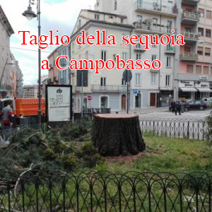 Taglio della sequoia a Campobasso Molise ITALY 9 ottobre 2016 - Tutela del verde ITALIA NOSTRA