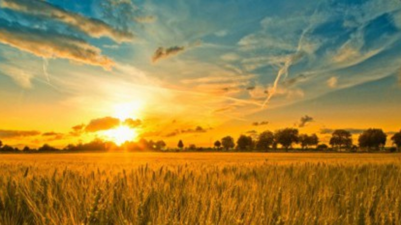 campo-di-grano-tramonto-nuvole-scia-di-condensazione-