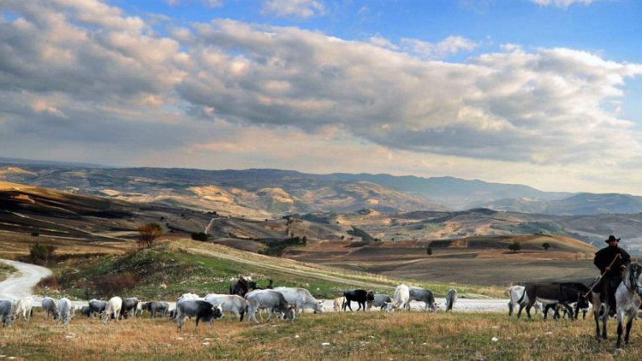 Transumanza e vita in fattoria - Tratturi del Molise cavalli