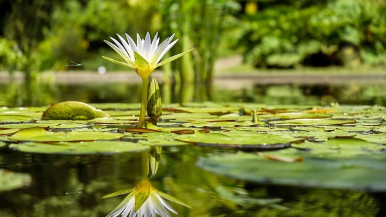 giardini, alberi, piante e fiori 1