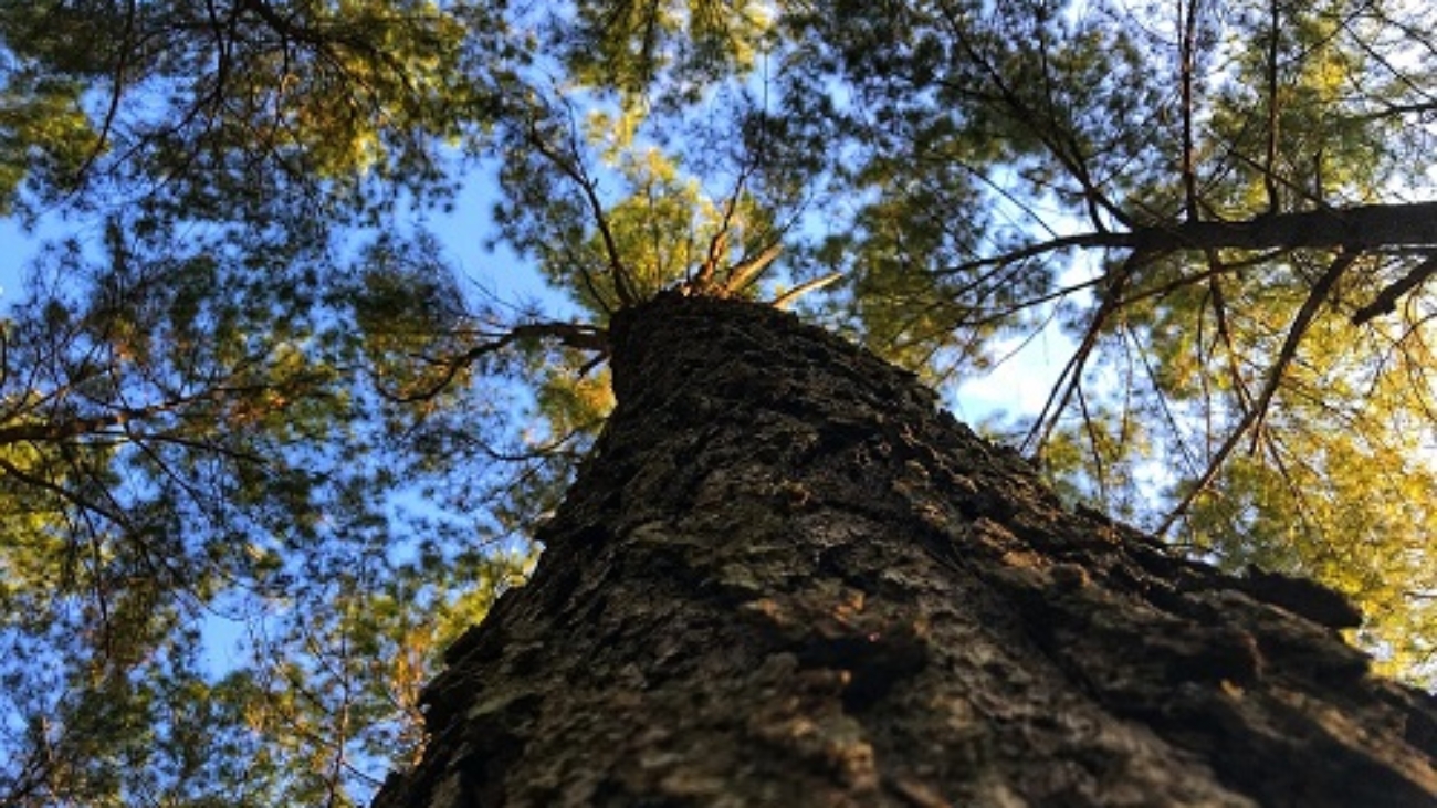 Albero Pino bosco