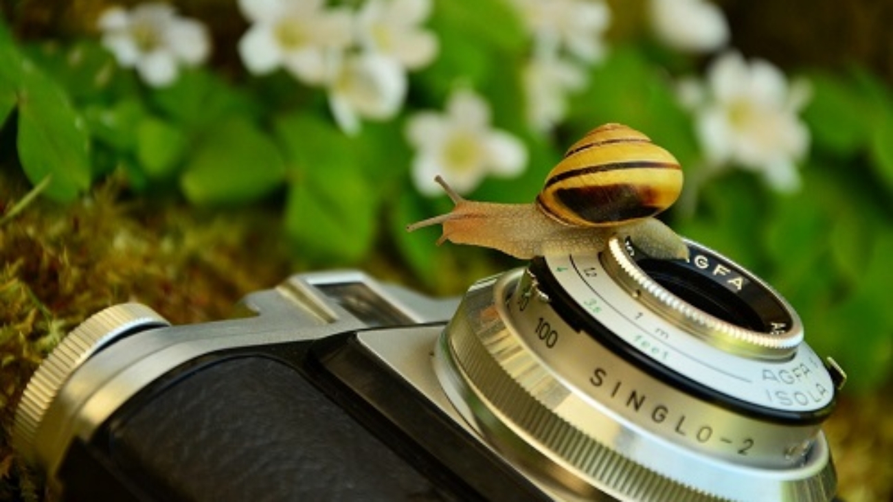 Fotografare - macchina fotografica - animale lumaca